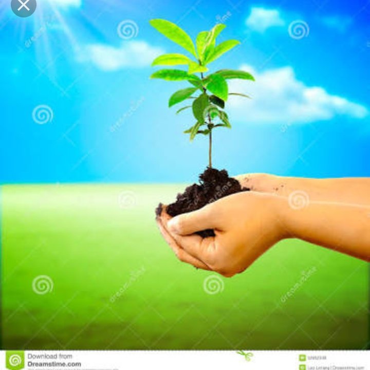 SaveTree11 tweet picture