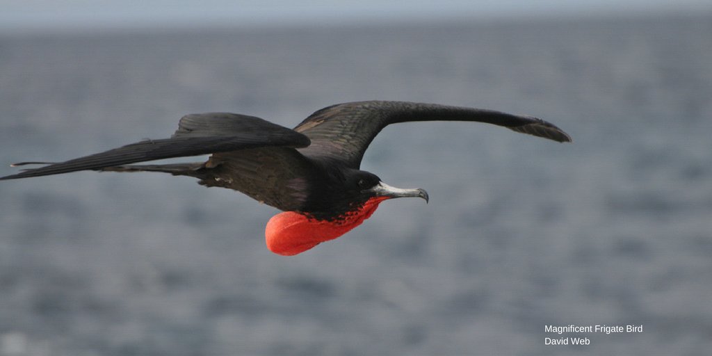 tropicalaudubon's tweet photo. Cross Magnificent #FrigateBird off your list! Bird w/ us Sun.10/15 @ Bill Baggs Cape Florida State Park, meet 7:15am @ exit gate #TASBirding https://t.co/u9IkQXhFcc