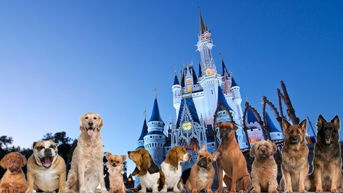 For first time, @WaltDisneyWorld hotels to welcome dogs bit.ly/2ylS6cJ?utm_me… https://t.co/4R0GvynbOz