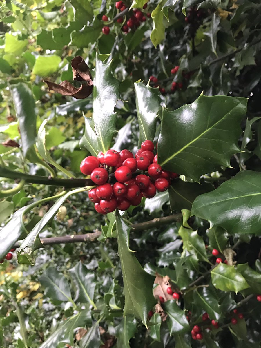 Spare a thought for our native and wintering birds this Autumn before you cut those hedgerows, the fruit in our hedges is key to survival