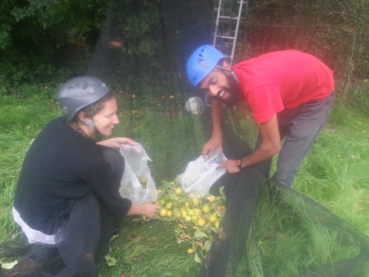 GleaningLDN's tweet photo. #Apple picking Weds 18th 12pm in #n16. contact james@feedbackglobal.org to get involved harvesting surplus for #charity with @feedbackorg https://t.co/WQWdijldTf
