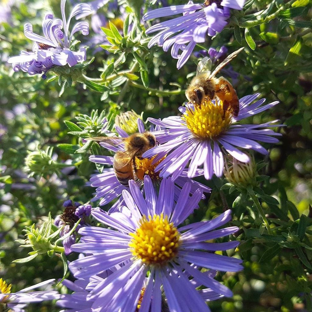 Honeycoop's tweet photo. Asters are very important Fall forage for honeybees and bumblebees. #Fallbloom #Fall #beekeeping #honeybee https://t.co/dUVonNAPyz https://t.co/uTpmRq4p4R
