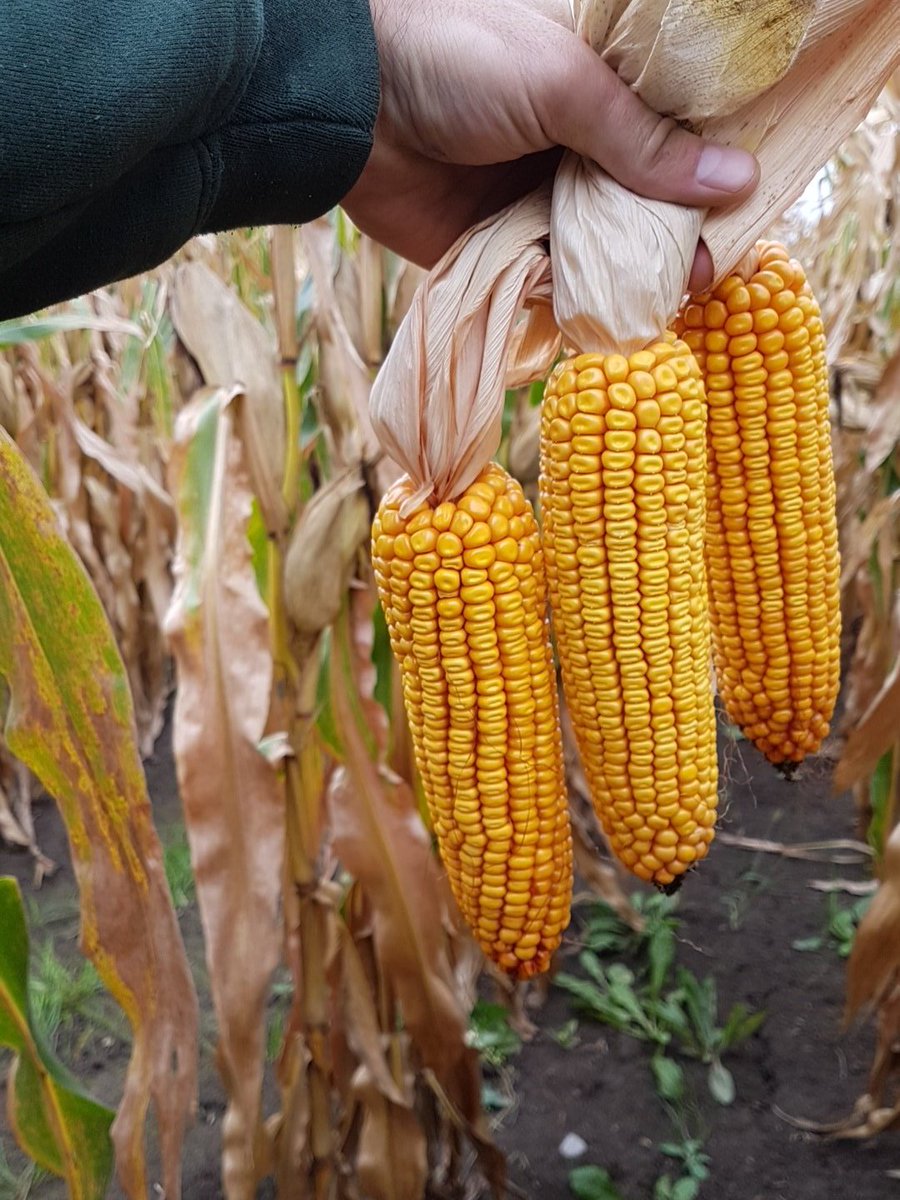garfieldmn91's tweet photo. Some great looking #P9188AMX 4th year corn. #binbuster @theseedsource @DuPontPioneer https://t.co/mzXL4jxx1t