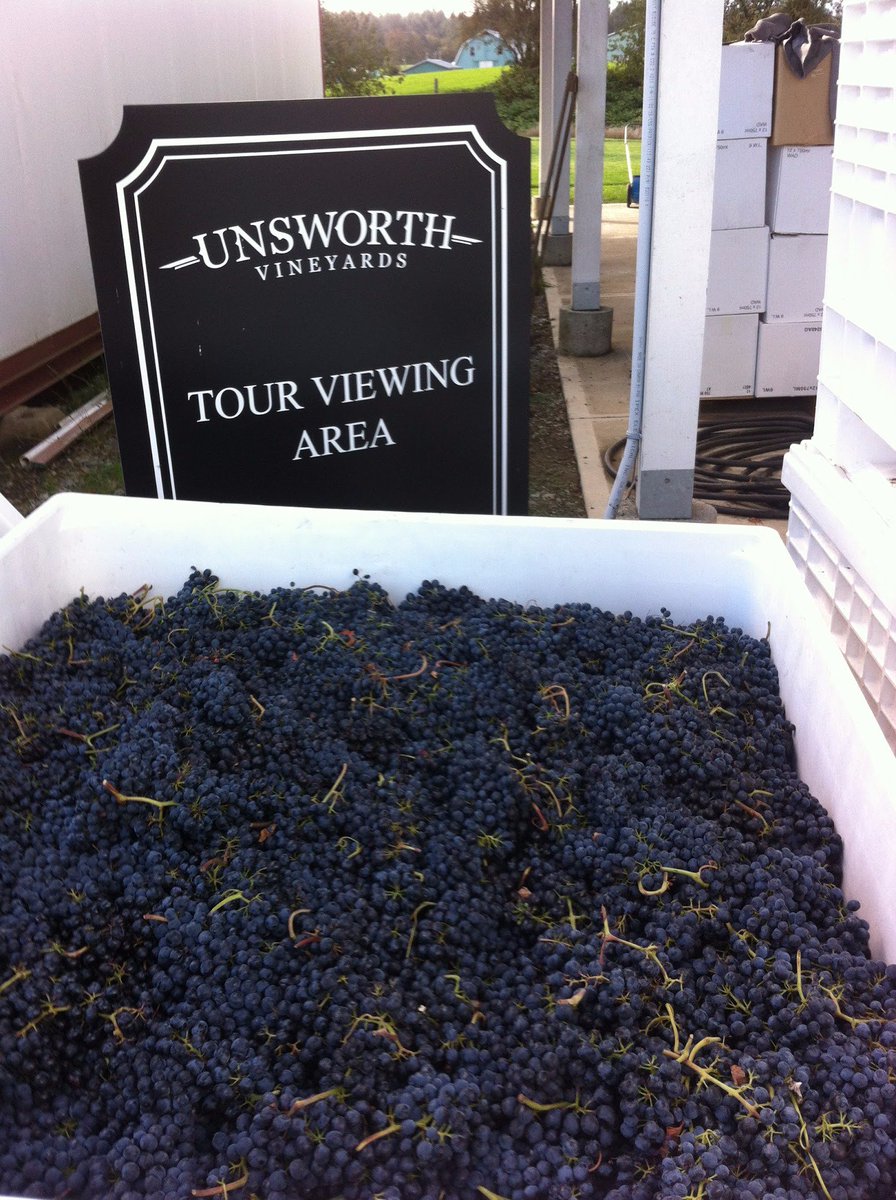 We're looking for grape pickers.  Email us if you can help.  chapman@unsworthvineyards.com #grapeharvest #vineyard #BCWine