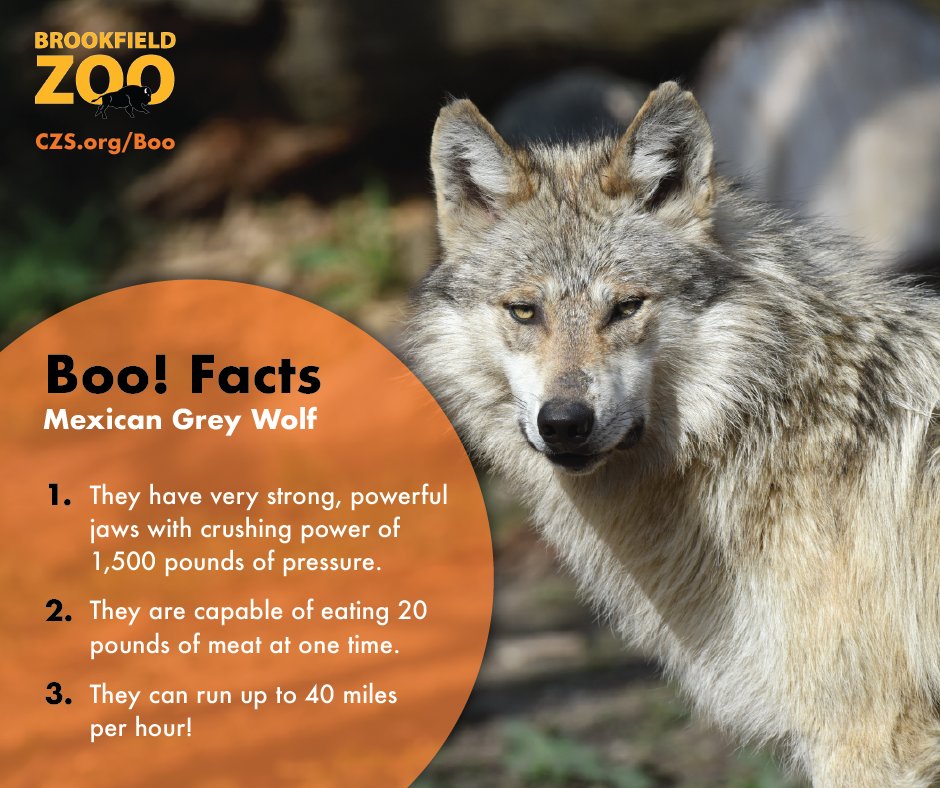 brookfield_zoo's tweet photo. BOO! Happy #FridayThe13th! Check out one of our spookiest creatures &amp; more at Boo! at the Zoo! at #BrookfieldZoo https://t.co/J5Qz1yIzuK https://t.co/3lHeTZ8LRn