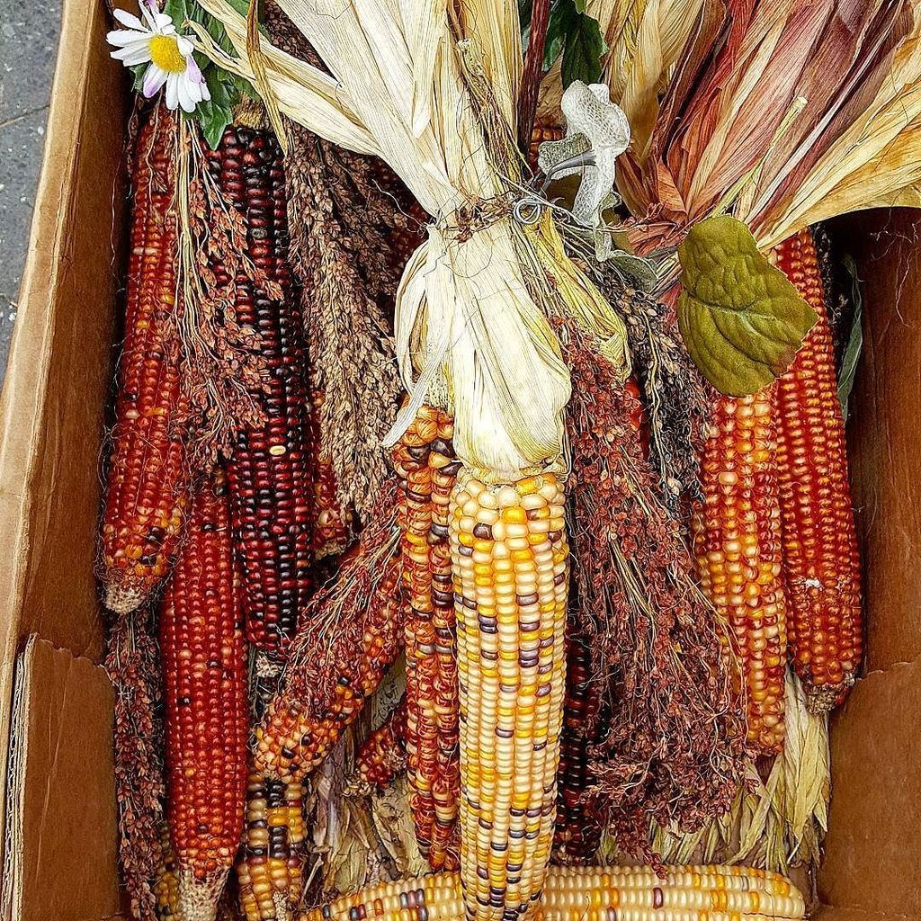 markobarbecue's tweet photo. Heirloom / Heritage / Corn .
.
.
.
#heirloomcorn #heritagecorn #corn #nyceats #unionsquare #unionsquaremarket #eat… https://t.co/JKyTzSdl1R https://t.co/eeUGwbAKdR