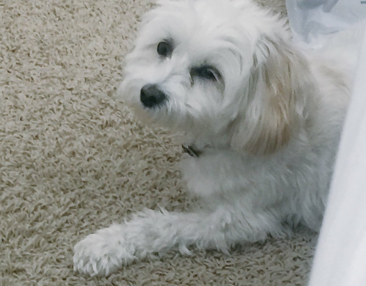 ManiniGupta's tweet photo. RUFF DAY #winkfail https://t.co/MApz6IUJDh