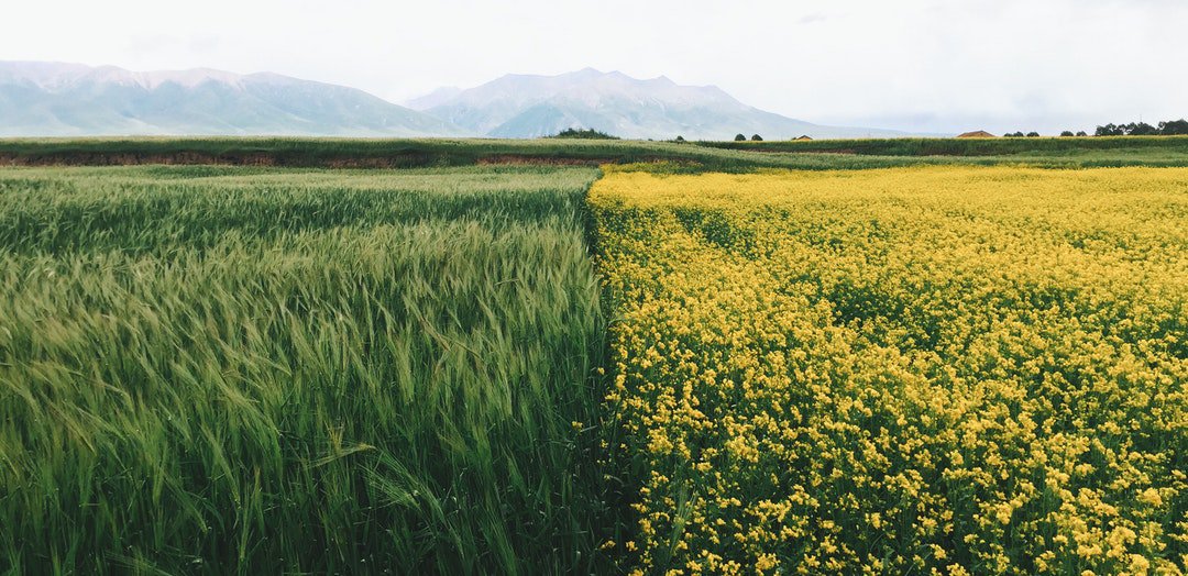 sunideamusic's tweet photo. Photo By Loren Gu | Unsplash 
 #agriculture #farming https://t.co/yPILxideBd