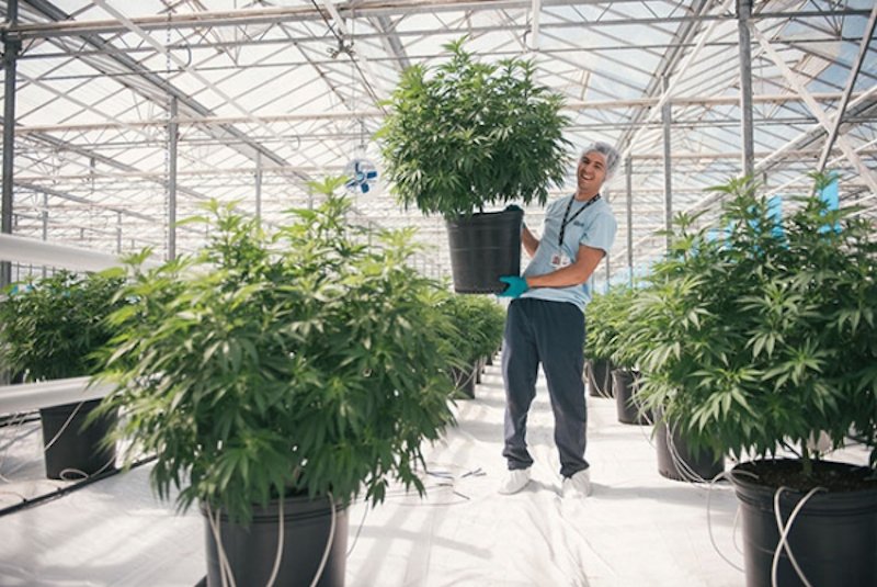 rickwine's tweet photo. Going to Pot: Story, reaction, details on sale of @coyotesrun to @TweedMainStreet ... a sad day for Niagara: https://t.co/m6oMdjCj2n https://t.co/XZRuNHu7mz