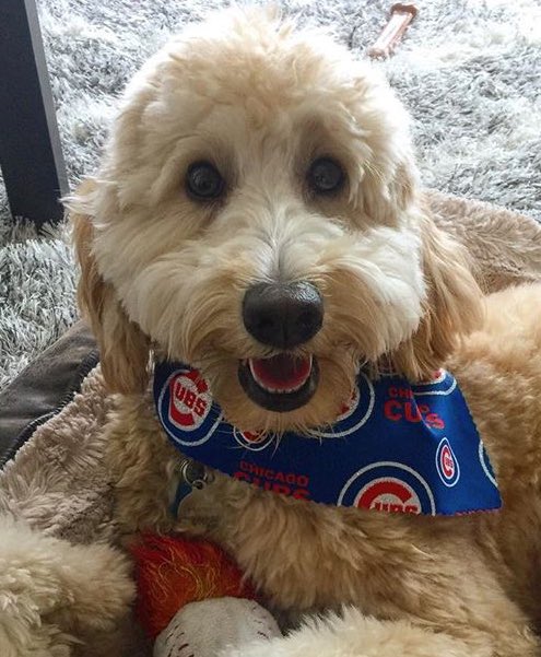 Congrats to the <a href="/Cubs/">Chicago Cubs</a>! #NLDS2017 champions!