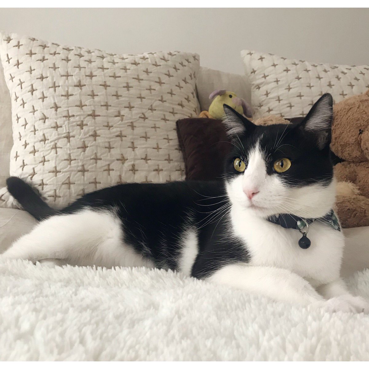SinRostroMaster's tweet photo. chilling. on MY bed. staring out. what a @purrfect day❤️ https://t.co/qmUZGvgWoi