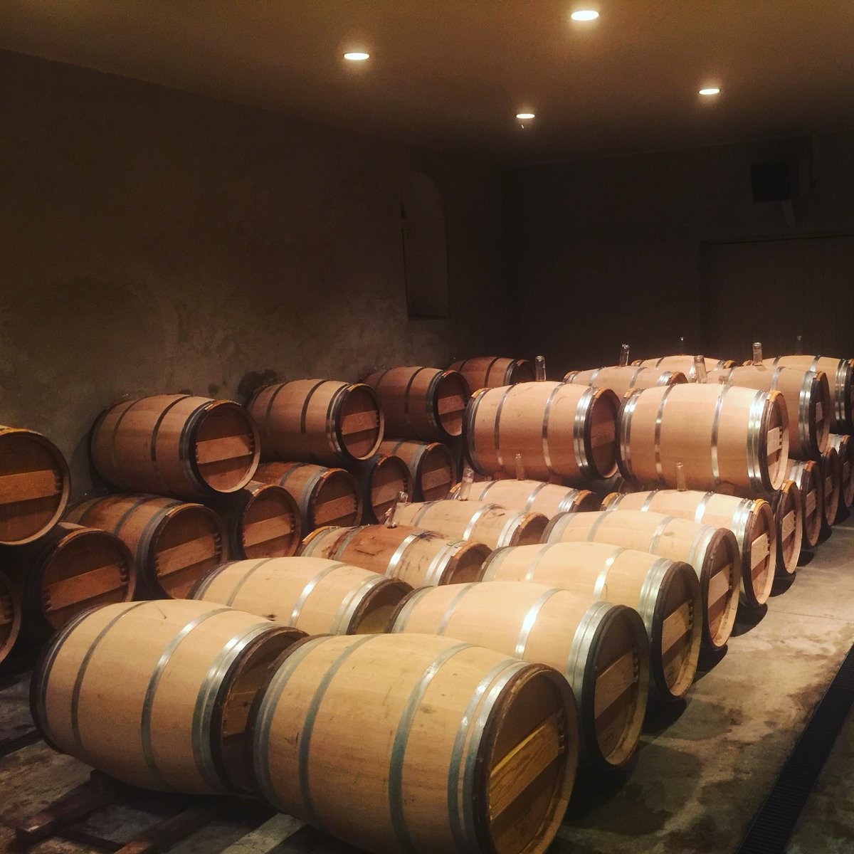 Sweet dreams, little harvest! <a href="/chateau_fargues/">Château de Fargues</a> #2017harvest #Fermentation #Sauternes #SmallIsBeautiful #EndOfHarvest