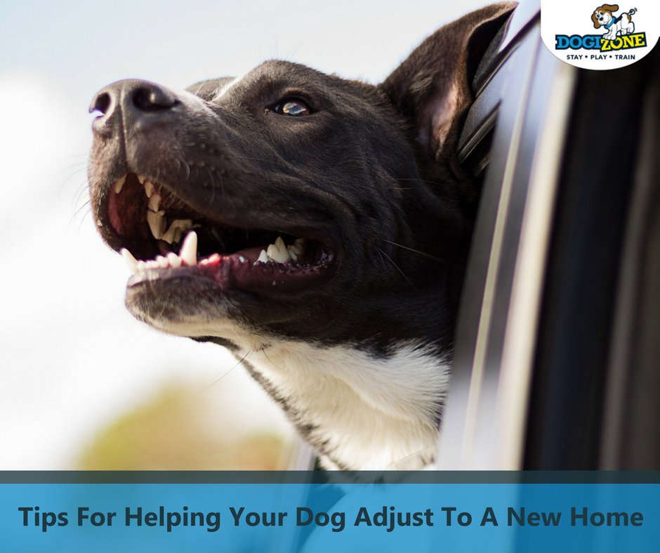 DogiZone's tweet image. If you move homes, get back into a regular routine as quickly a possible to minimize your dog's stress. #MovingWithDogs #DogiZone #DogTips