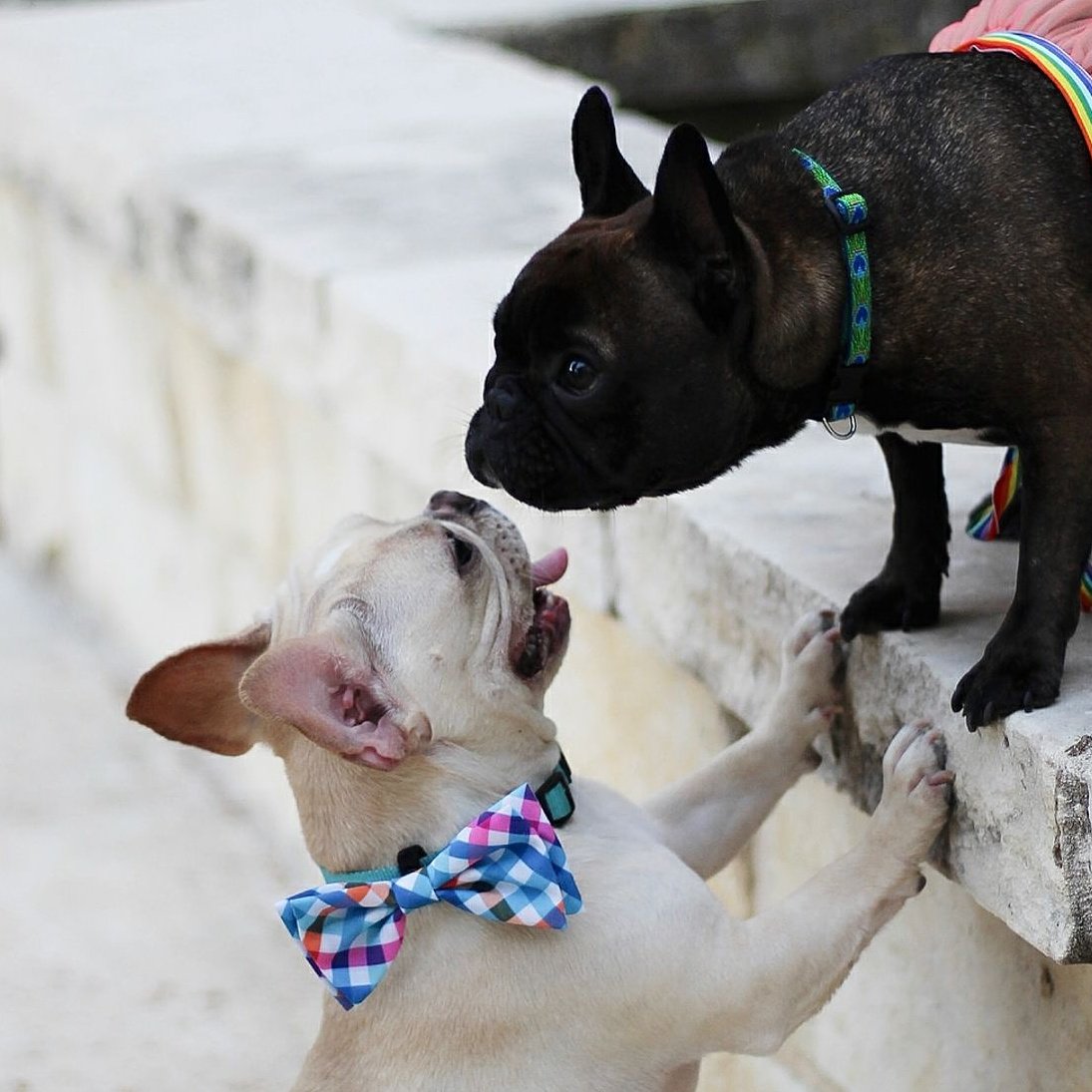 FrenchieEdition's tweet photo. She said: YES!!! 😍 Insta: @butterballthefrenchie
#Frenchie #frenchbulldog #wedding #happy #dogs https://t.co/UWZO4iCAd3