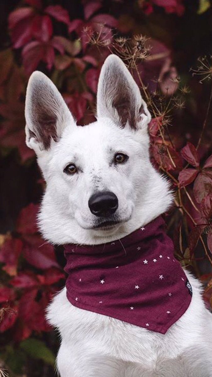 Nothing haunts us like the things we didn't buy 💁🏻‍♂️ 💰✨ 👉🏻 'The Argo' #DogBandana only available from thestatelyhound.com