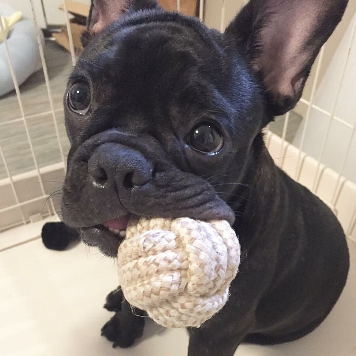 FrenchieEdition's tweet photo. Me and my ball 🏐 Insta: @gogoallexsimba
#Frenchie #frenchbulldog #boldoguefrenches #frenchielove #frenchieworld https://t.co/9WEjeR1DGA