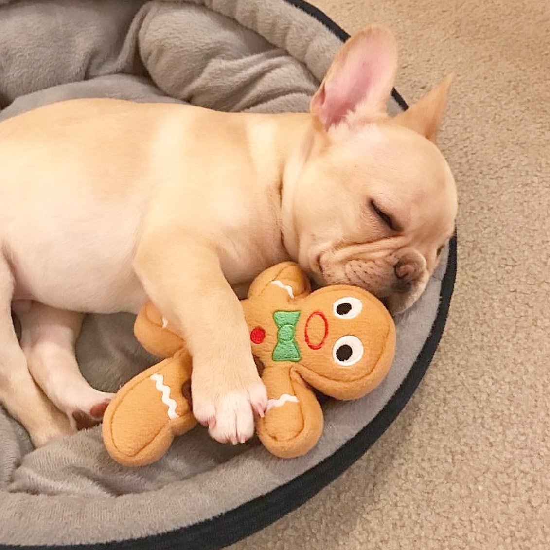 FrenchieEdition's tweet photo. Ugh.. It was a long day!😴 But my friend always makes me feel better. Insta: @paco.thefrenchie
#frenchie #bulldogs #frenchielove #goodnight https://t.co/UOvvFYNn6F