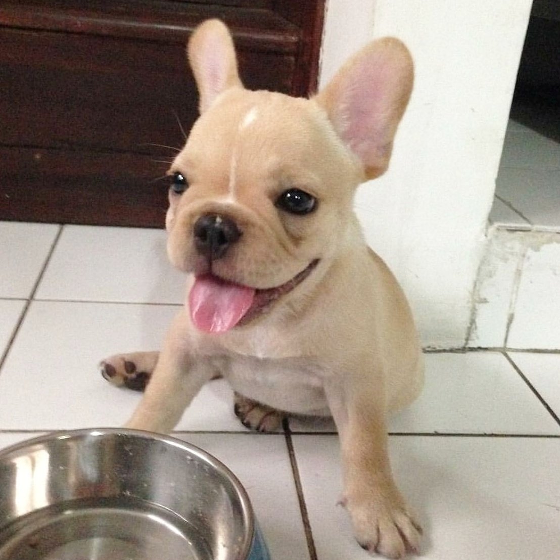 FrenchieEdition's tweet photo. Happy morning, it's breakfast time! 🍽 Insta: @simbobthefrenchie
#frenchie #bulldogs #dogs #frenchbulldog #breakfast #morning https://t.co/WCkKD7izKY