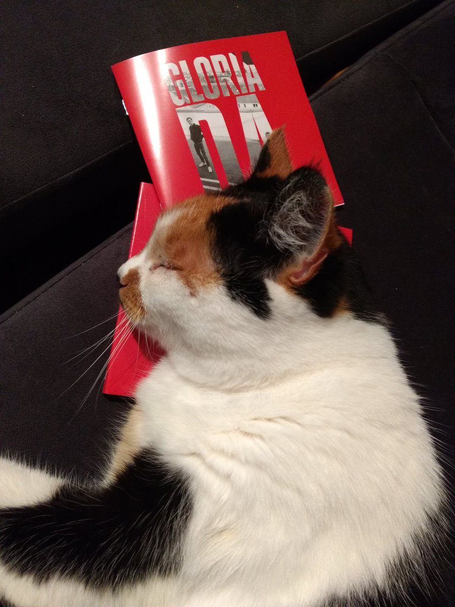 rainbow_hase's tweet image. Sorry @GloriaOffiziell kann euer Album leider nicht mehr anhören, meine Katze hat's als Kissen umfunktioniert 😂😂 #endlichDA