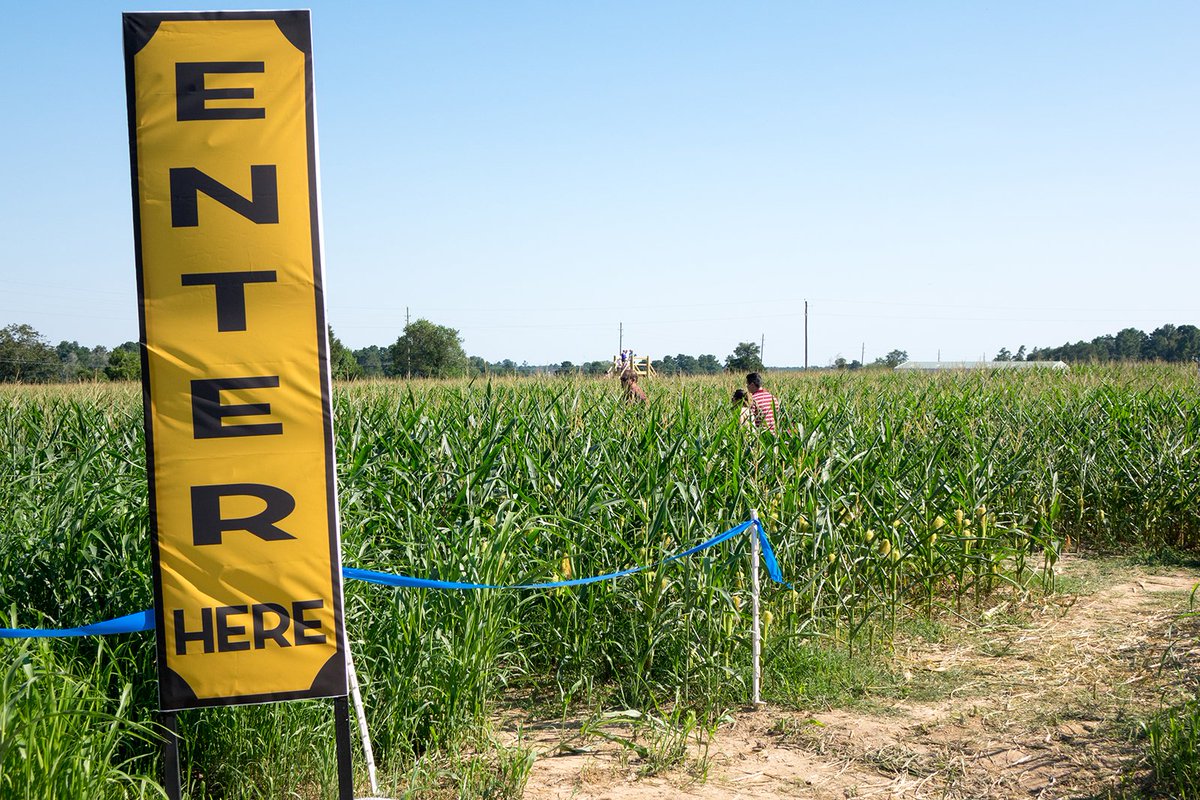 walkincorn's tweet photo. We're open and waiting to see you! Come visit the Tomball Corn Maze this weekend! https://t.co/eWAajFDCjS