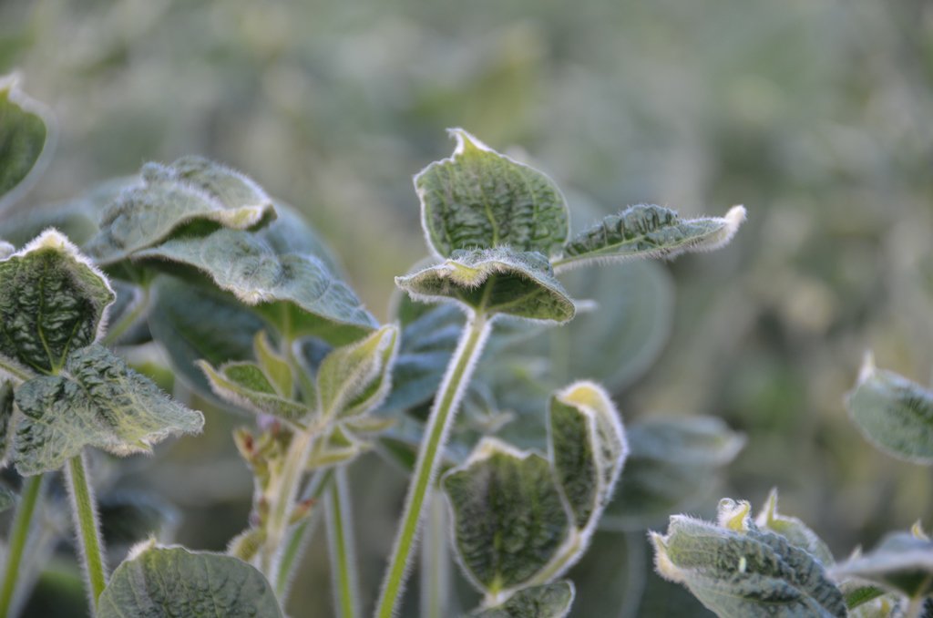 FarmersAdviser's tweet photo. EPA Imposes New Requirements for Dicamba https://t.co/ROv2Di4eUL https://t.co/2gte4U9Nss