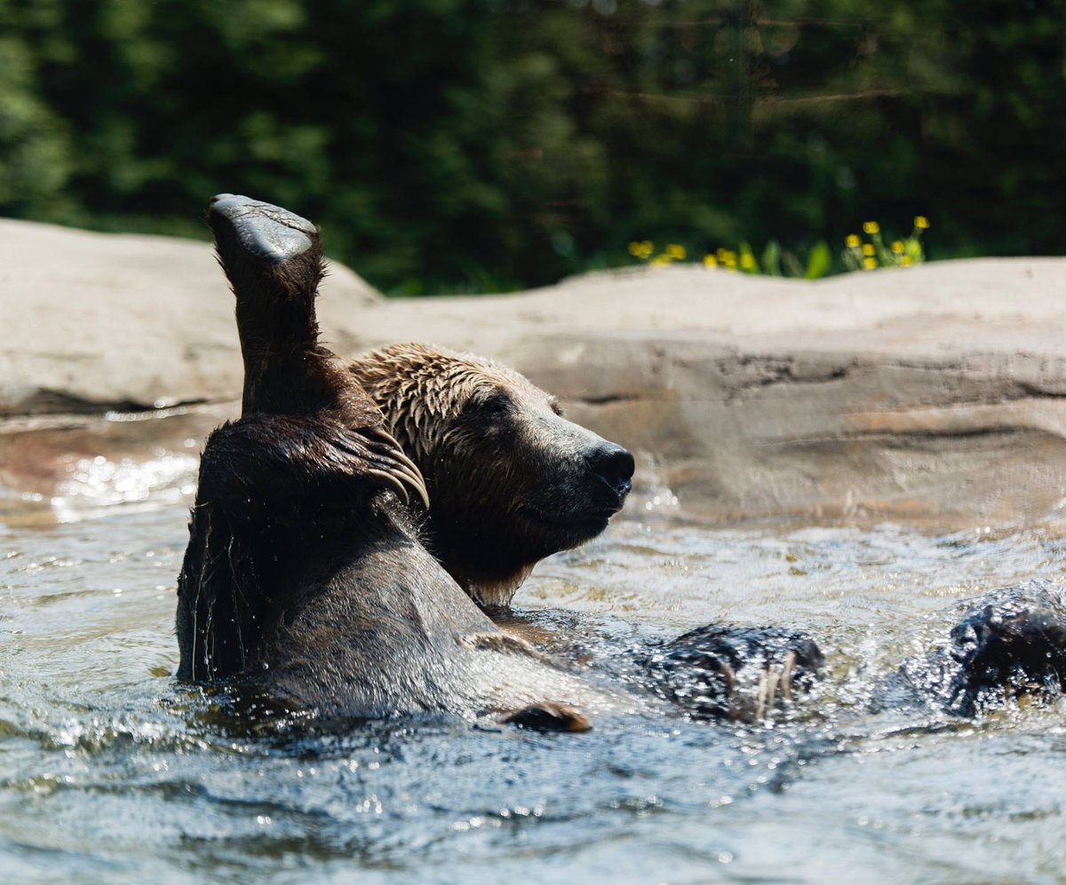 BrownBear's tweet photo. #BathYoga is the new aerial yoga. https://t.co/u4M1XlVpK4