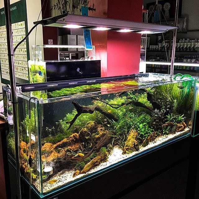 MaxspectLED's tweet image. Watch for the NEW RazorX. "New layout to test the Maxspect Razor F115, this time for shadow plants, 30 days of life!"
#coralvue #gear #equi…