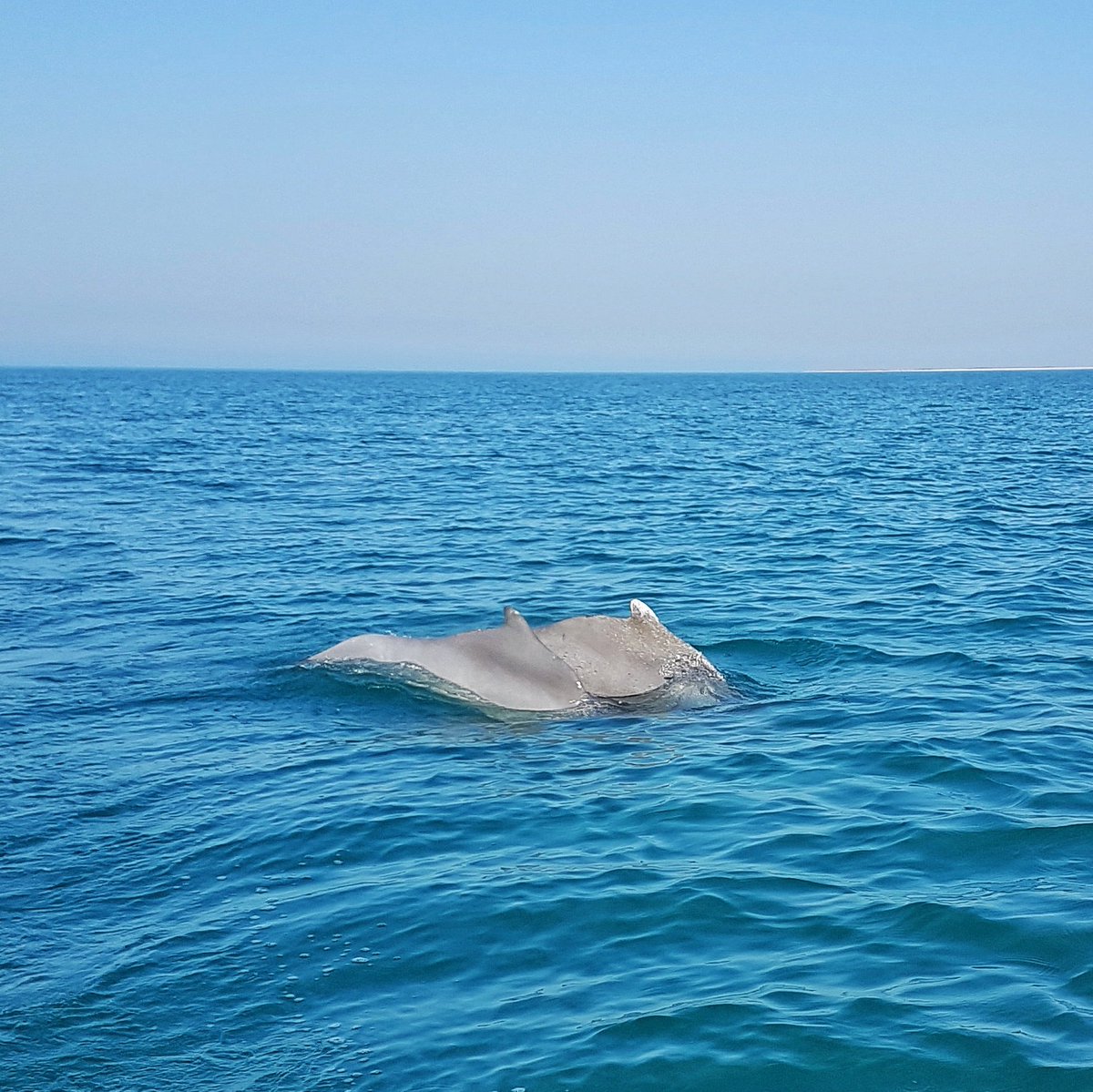 PLAN4theLAND's tweet photo. Indian Ocean #Humpback_Dolphin 
Nakhiloo Marine National Park 
#PersianGulf 
#Iran https://t.co/QaBi3mbVaA