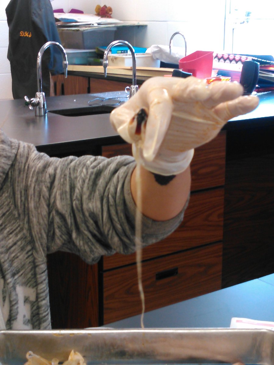 currandhs's tweet photo. Beak and esophogus of squid. #Curransclass @dhsproud https://t.co/EUGtuDqCsE