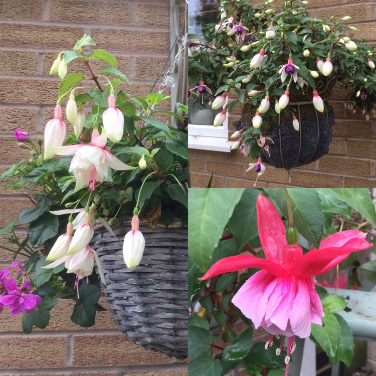 fairysal's tweet photo. #backtothefuchsia hope everyone's had a good week, here's hoping we really do get a heatwave thi... via @gardentags https://t.co/1pMUmj2ufS