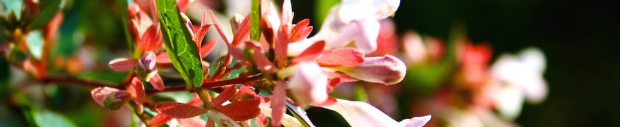 Autumn Fai Day: the Sapienza Botanical Gardens will be open to the public (October 15)shar.es/1PaSJq #museiSapienza #Mobot_Sapienza