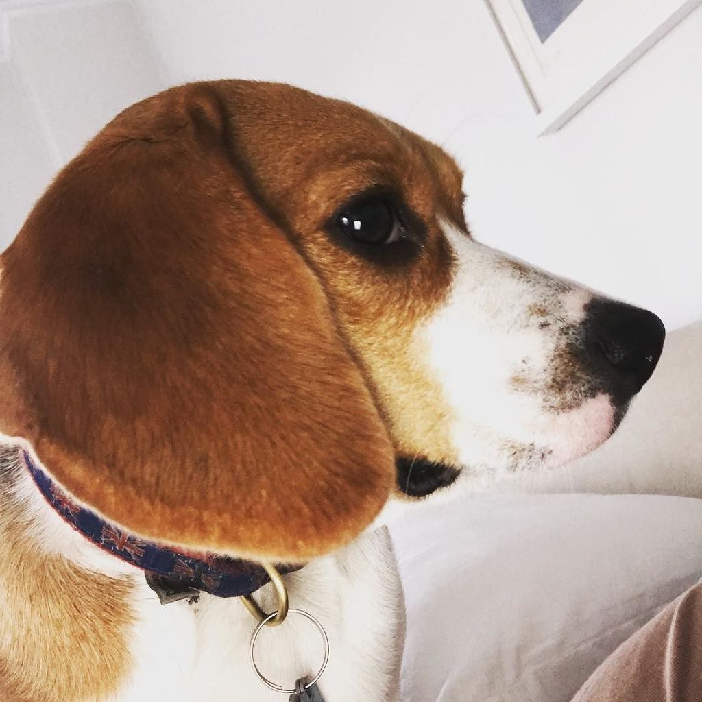 CanelaMielConil's tweet photo. Velvet ears 🐶❣️#beagle #animallover @lucy4paws101 https://t.co/ekk4hk9Lil