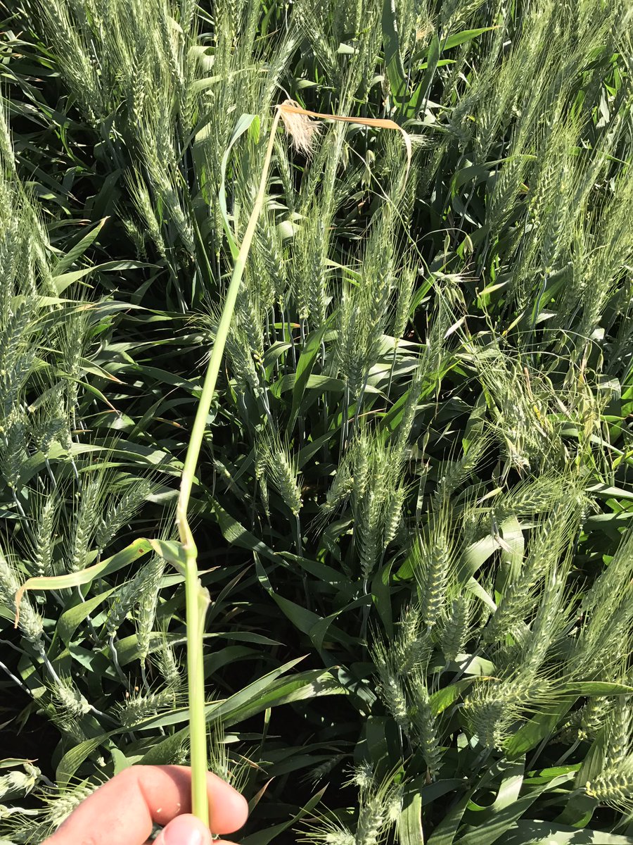 Mice getting into wild oats if only that's all they wanted #micedamage#trojanwheat
