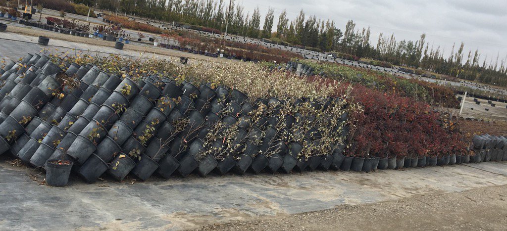 wsquareddesign's tweet image. Plants being stacked to prepare for a winter slumber...see you in the spring! #yycplants #waxtheskis