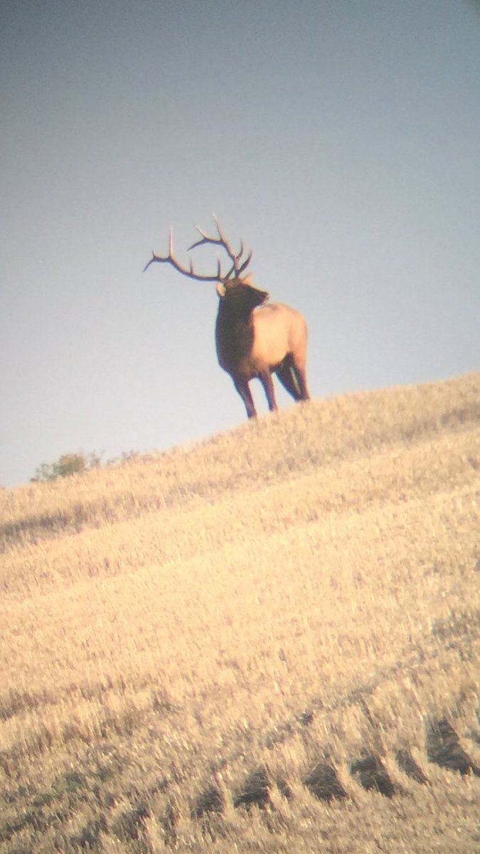 RoddddddRod's tweet photo. @SaskWildlife seen trophy animals of all antlered/horned game today.   #wellroundeddayofhunting https://t.co/jsYWS2gqng