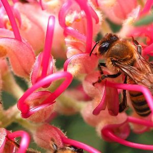 #Sciplant17 #biosecurity Buzz on insects spreading viruses buff.ly/2yielQZ