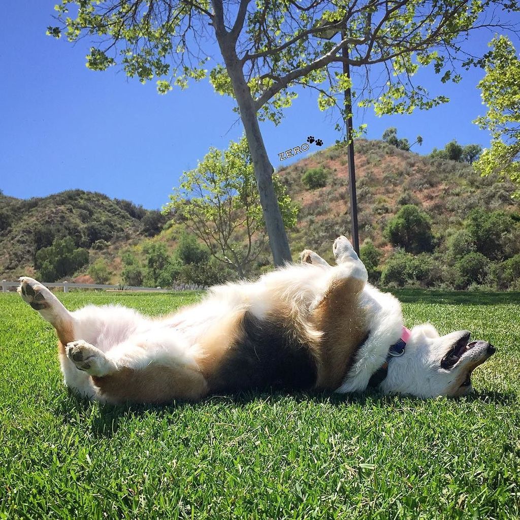 corgi_zero's tweet photo. Ahhh... weekend! I missed you all week long! #KickUpYourHeels #TakeALoadOff #TheUpsideDown #StumpsUp #ZeroFluffsGi… https://t.co/eNi5mZtovw https://t.co/yDdBG6pMCw