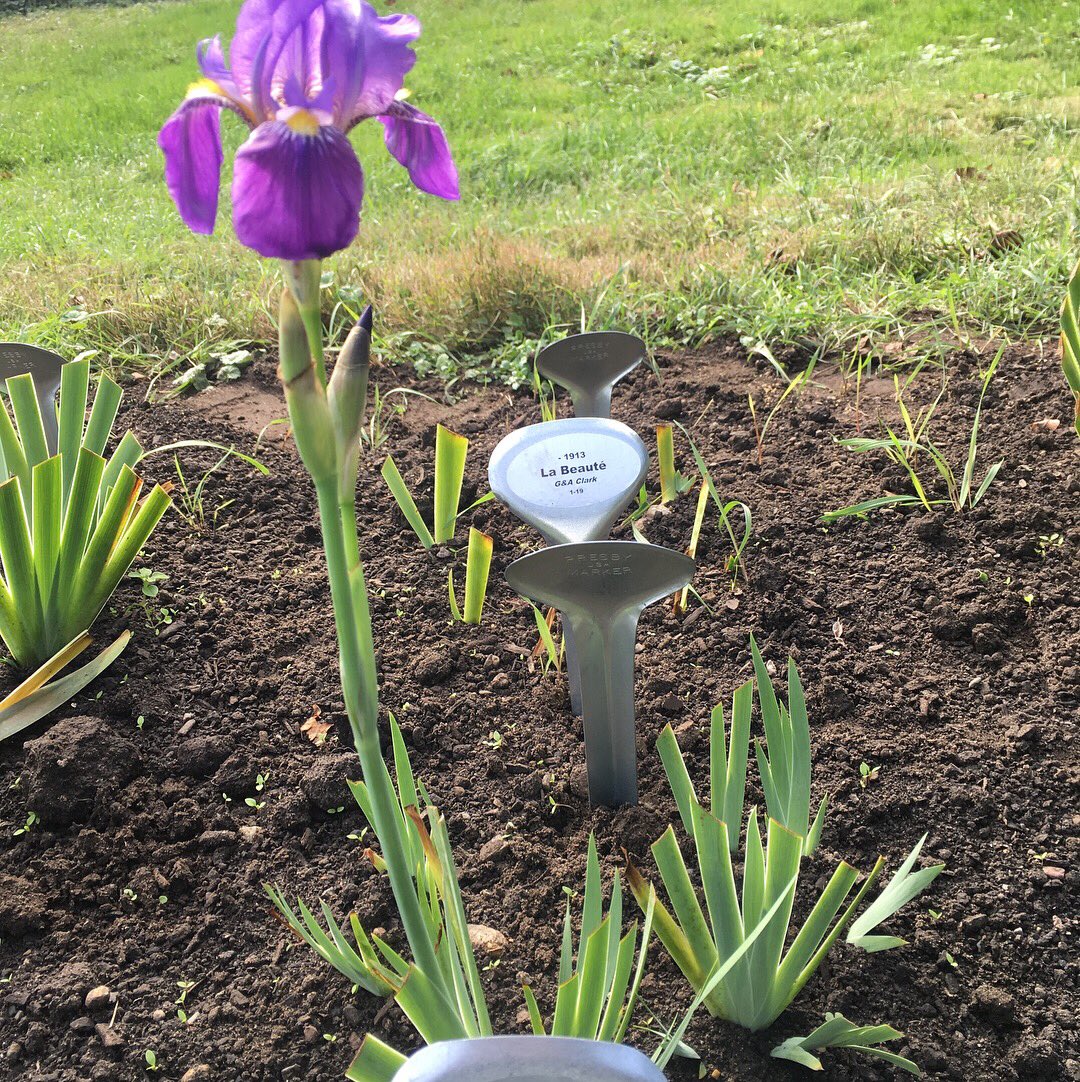 We waited 3 years for this iris to bloom from Pruhonice. Meet King George (Perry 1911) a rebloomer in bloom at Presby. #historiciris