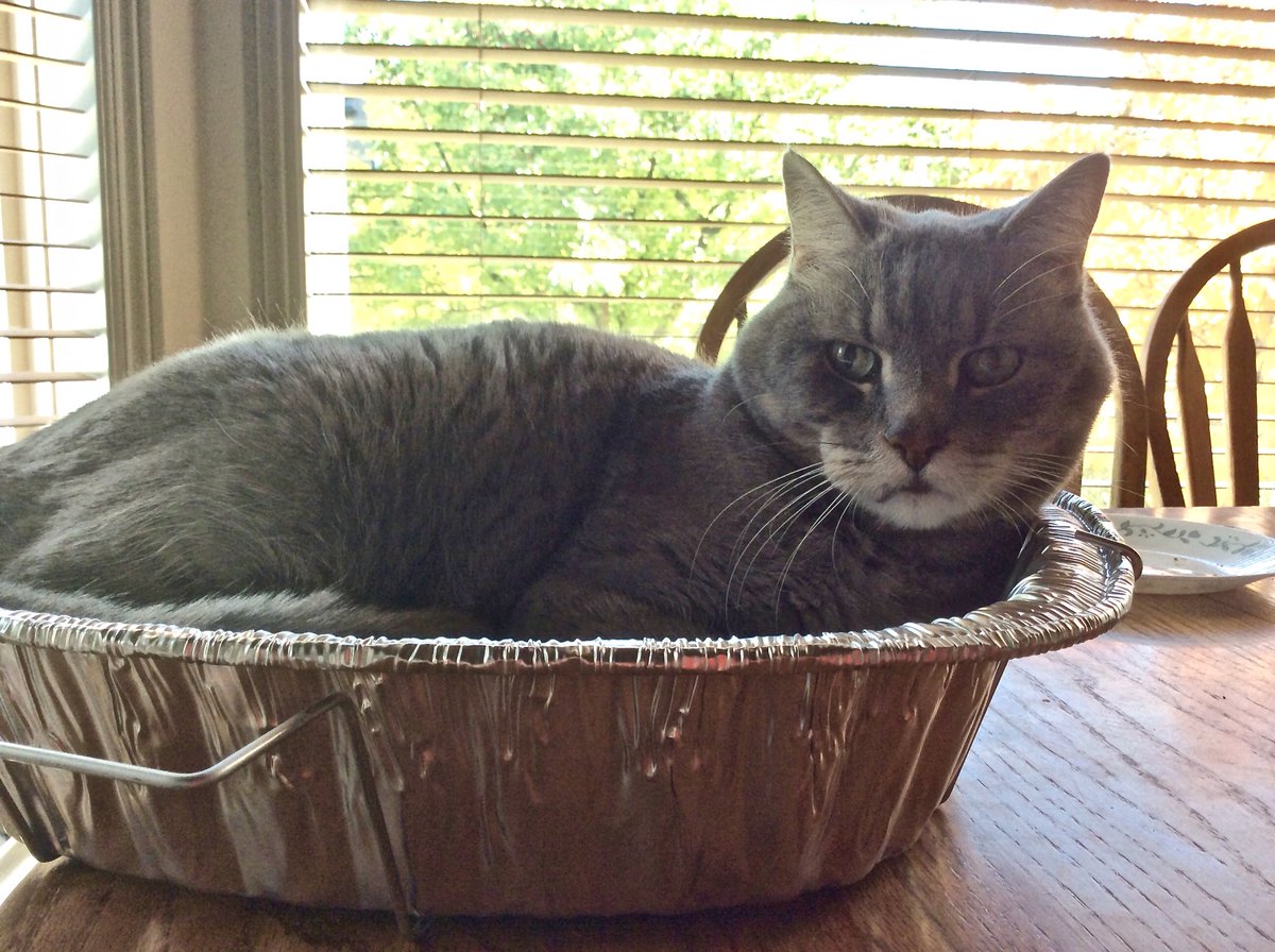 blushingpony's tweet photo. @JeffDavisonYYC BORIS grey tabby cat is still missing, pls keep looking #BringBorisHome #springhaven #strathcona #aspenwoods #yycpetrecovery https://t.co/tCMyElvCP6