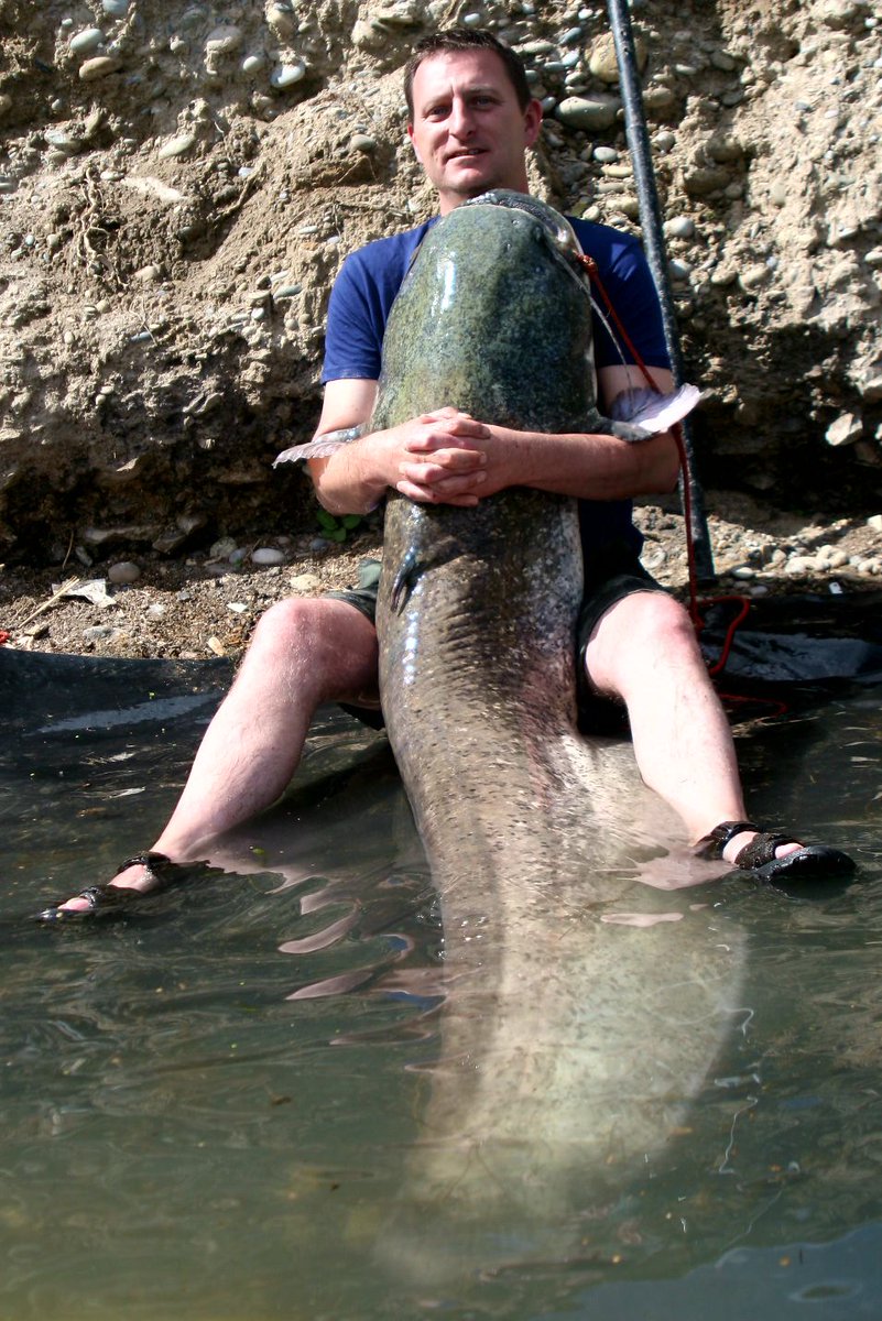andrewderrig1's tweet photo. What a fish. https://t.co/Ps6L2lxAnp