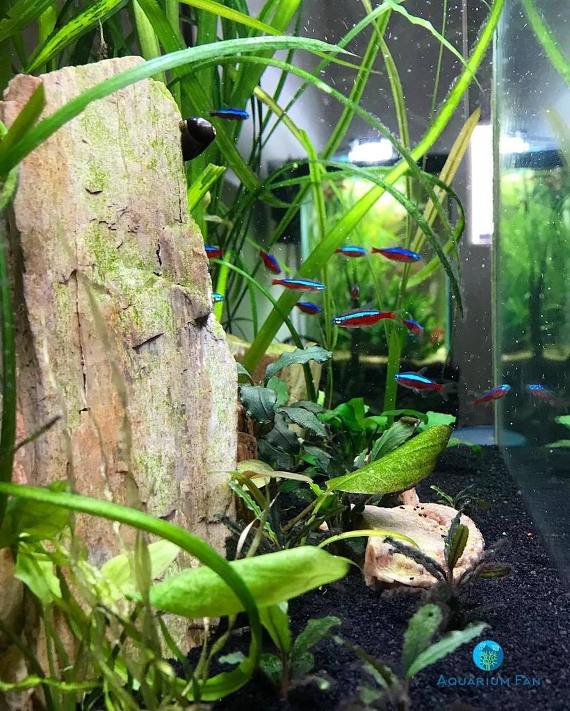 AquariumFan's tweet image. Loving the patina (cough algae cough) on the petrified wood. 
#cardinaltetra #plantedtank #aquascape #aquarium #fr… ift.tt/2i94I1i