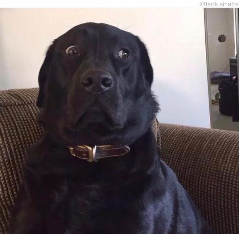 When you see ur owner throwing out food you would have gladly eaten