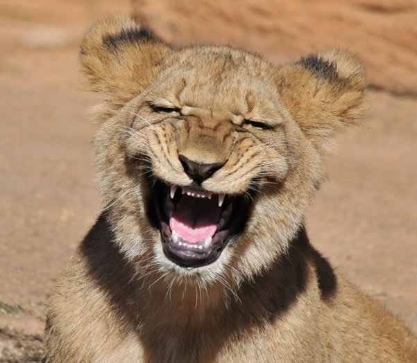 jamboadventure_'s tweet photo. Hacer lo que te gusta es tener cara de viernes todos los días. #JamboAdventures #Safari #Africa #Lion https://t.co/xhYe3Hbv1w