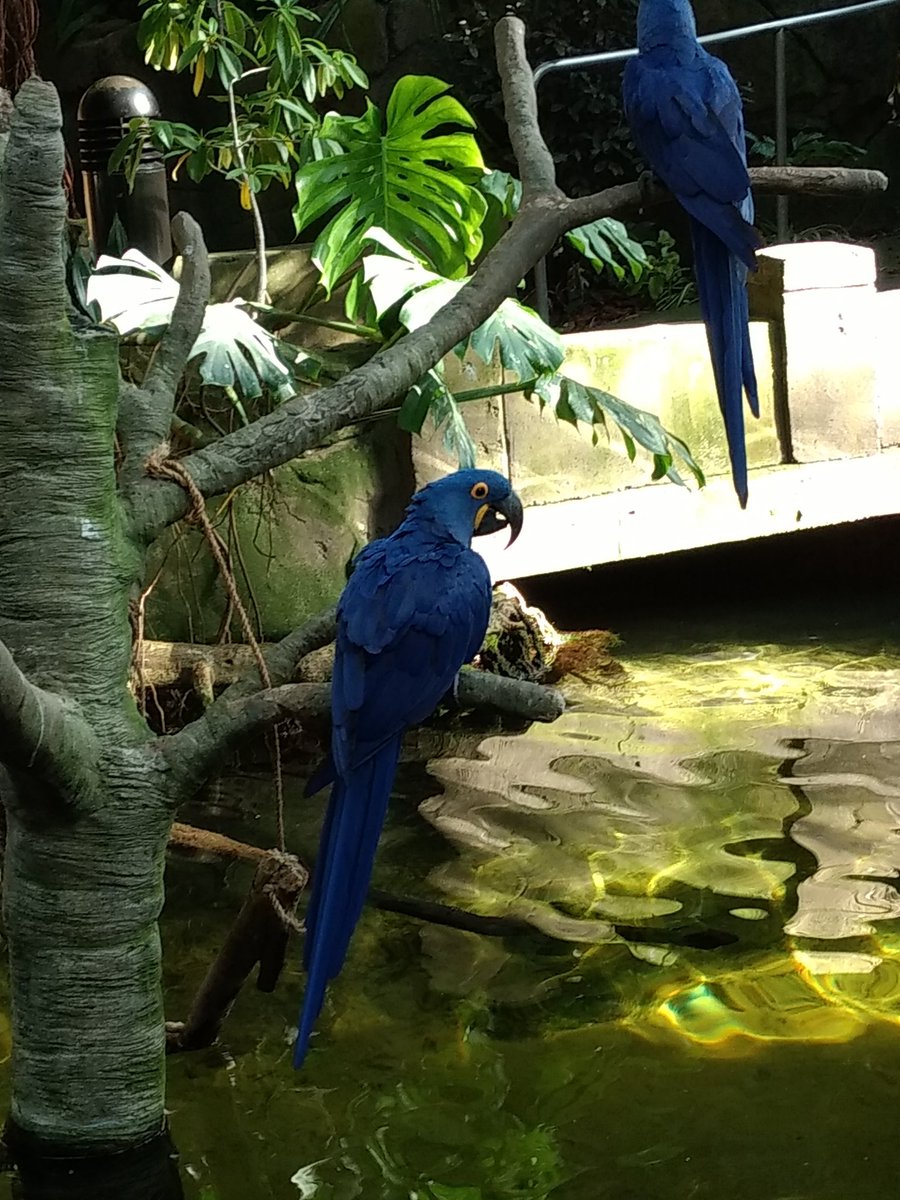 HannaSumrall's tweet photo. @TAMUGVertBiol Bird! Common name: Hyacinth macaw Scientific name: Anodorhynchus hyacinthinus https://t.co/7q5rZGYSUb
