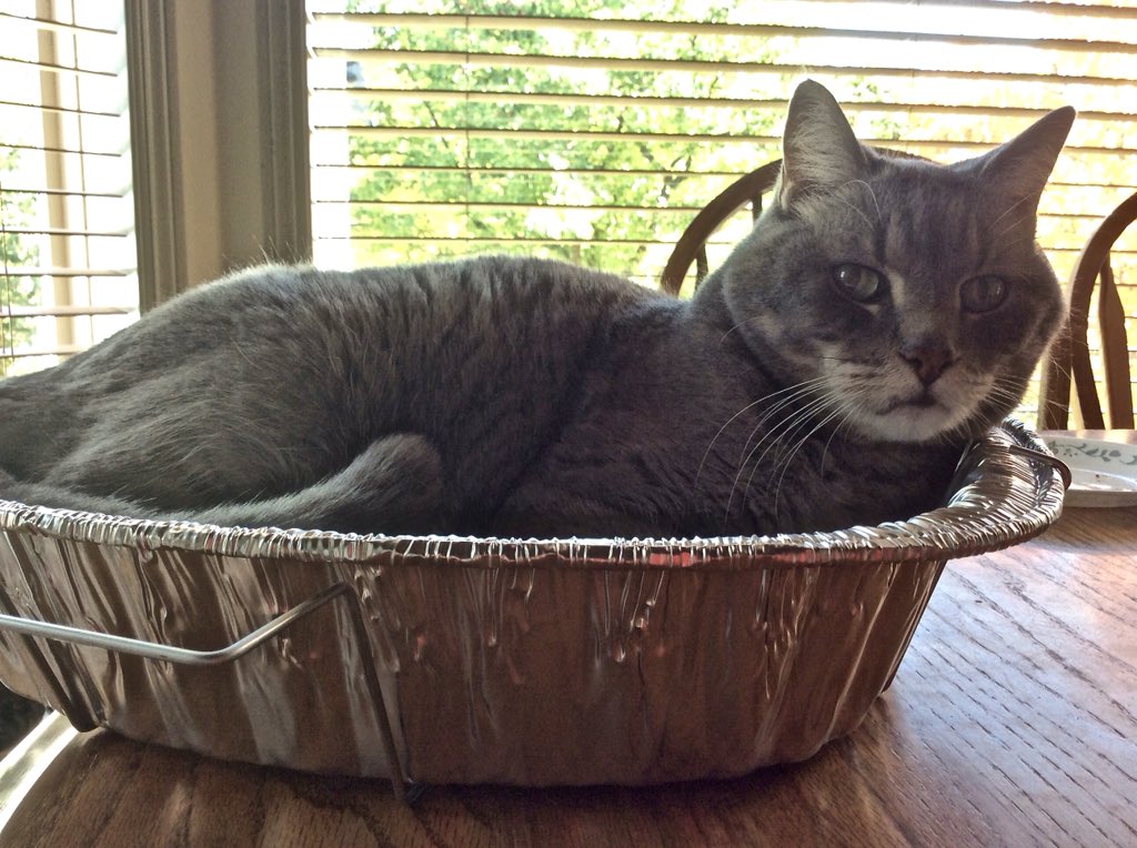 blushingpony's tweet photo. @esmahanyyc Thanks for stopping by our door, Boris the grey tabby is still missing, y’r staffer may still have cat treats in his pocket #BringBorisHome https://t.co/d8M444KxIg