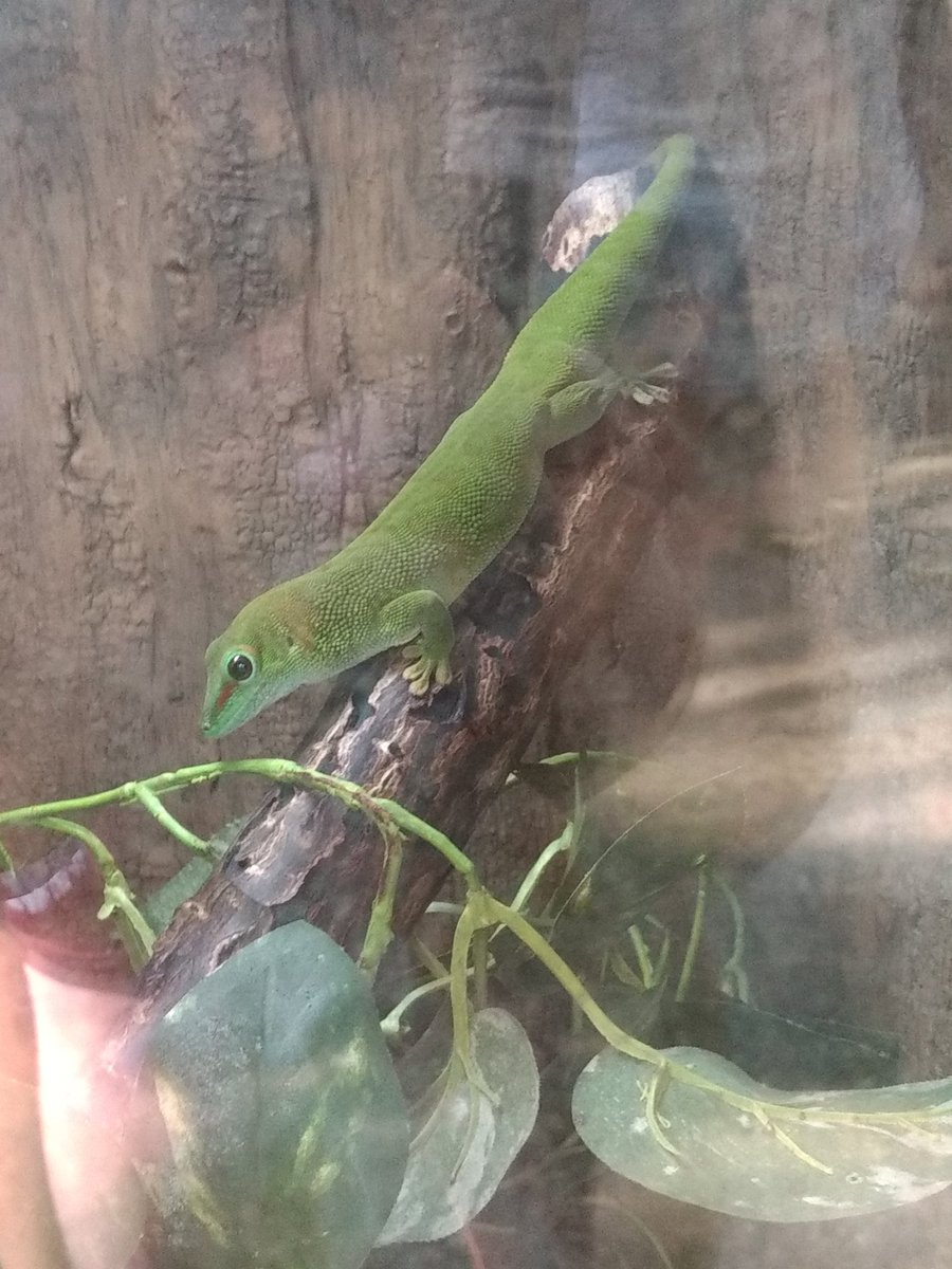 HannaSumrall's tweet photo. @TAMUGVertBiol Reptile! Common name: Day gecko Scientific name: Phelsuma madagascariensis https://t.co/4gcyzliMsz