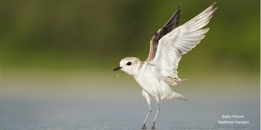 tropicalaudubon's tweet photo. We alight @CorkscrewSwamp tomorrow. Grateful for peeps who work tirelessly, w/o power or a/c on #HurricaneIrma restoration.#TASBirding https://t.co/muZGCqCakR
