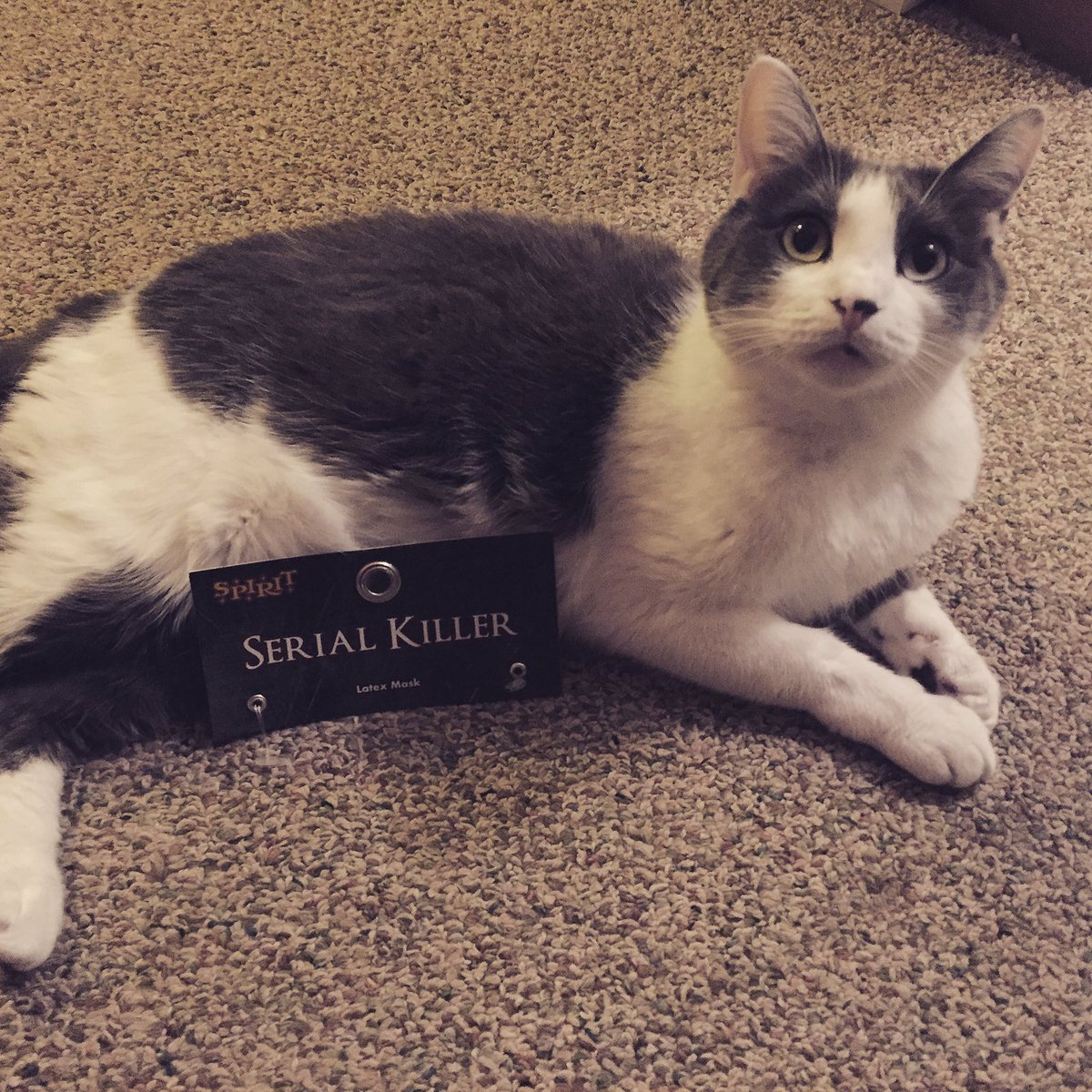 AsherEllis's tweet photo. It's always the last one you suspect... #Friday13th #killercat #CatsOfTwitter https://t.co/kEt2gW91HO