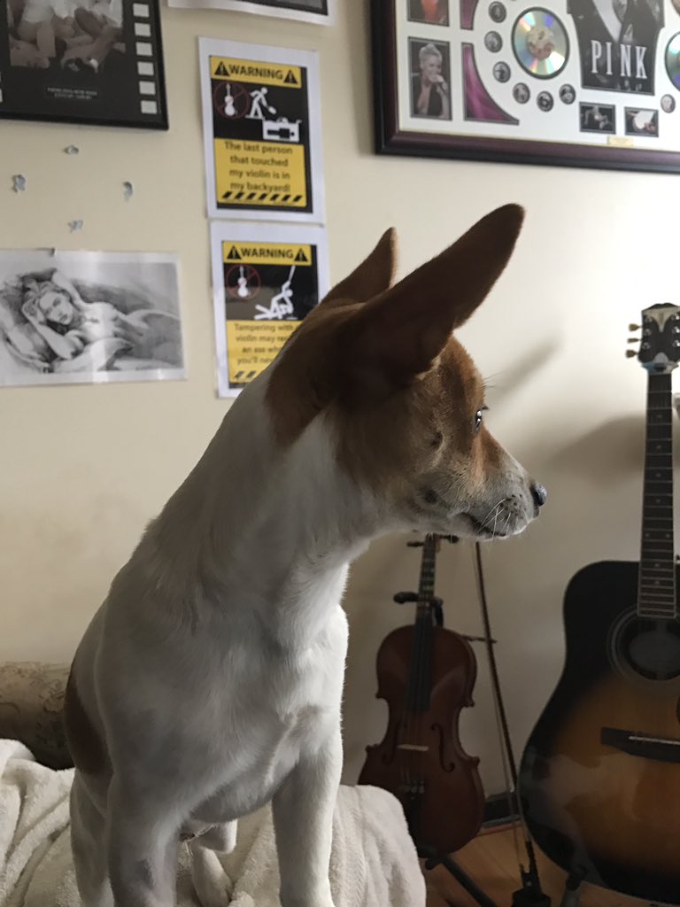 PvtBuddybum's tweet image. P: raarsqueak!!✨💪🏻 i&apos;s down but not out for da count Mudz...i&apos;s using me earflappies to let Buddy know there&apos;s zooms afoot😏😁🥒🐶🎀 #BionicEars