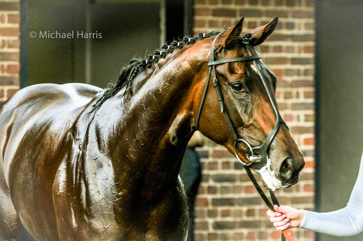 mjyharris's tweet photo. LAURENS after winning the Fillies' Mile at Newmarket today.
@karl_burke https://t.co/73epVuSU0Y